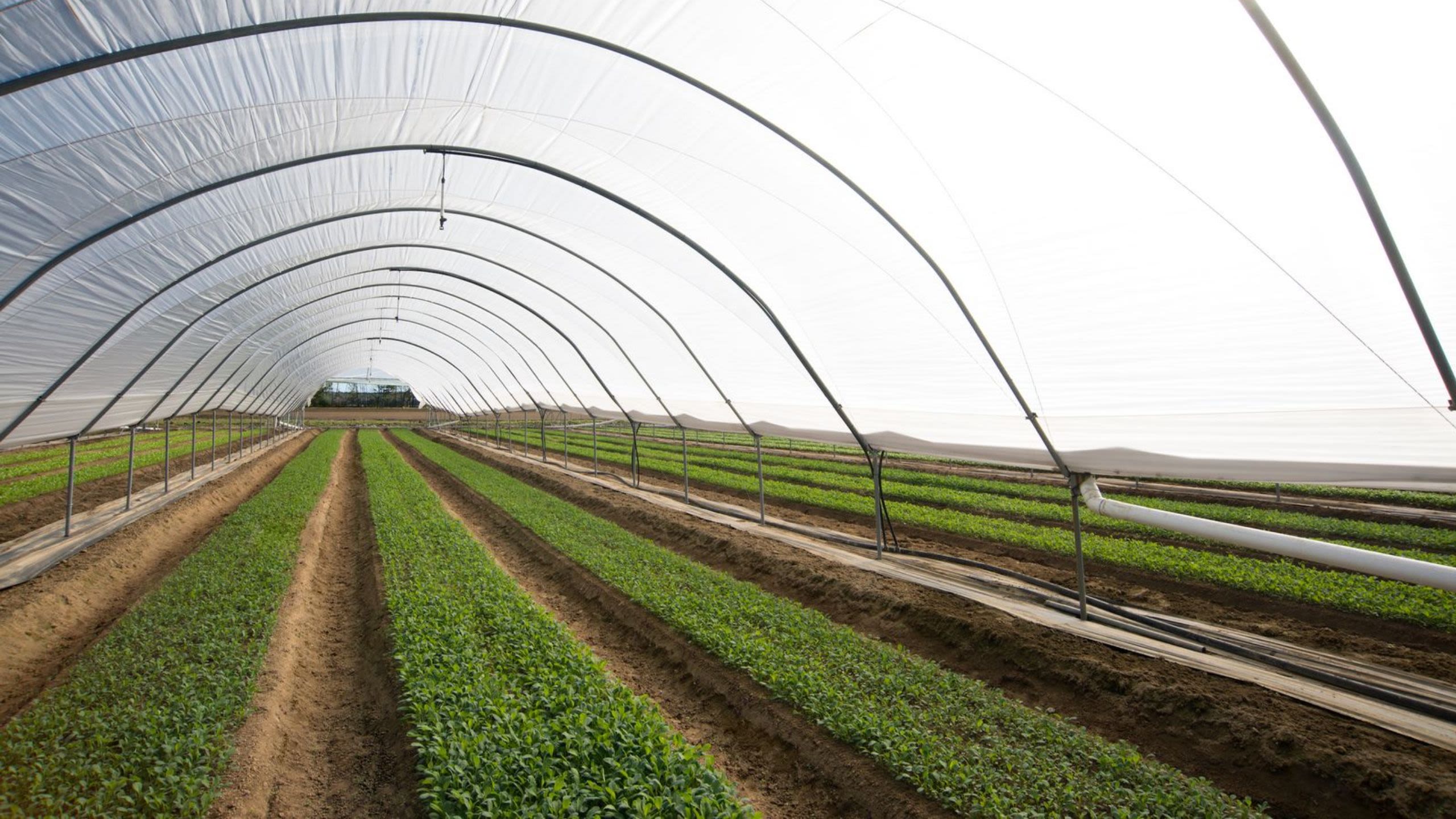 Baby Kale in Maine high tunnel; image courtesy of State Garden